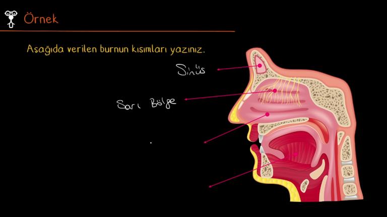 Burun