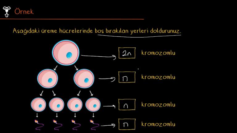 Üreme Hücrelerinin Oluşumu