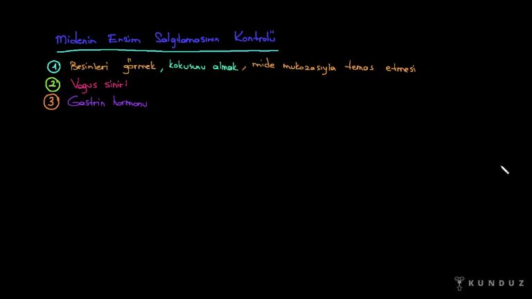 Sindirim Çeşitleri, Ağız, Yutak, Yemek Borusu, Mide