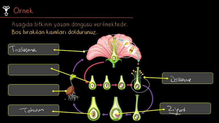 Bitkilerde Büyüme ve Gelişme