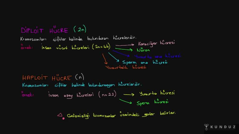 Hücre Bölünmesi İle İlgili Kavramlar