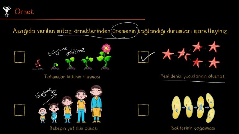 Mitozun Canlılardaki Önemi
