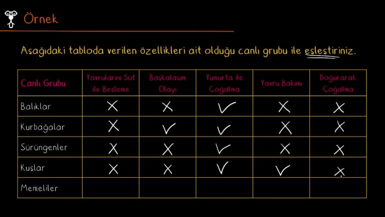 Hayvanlar