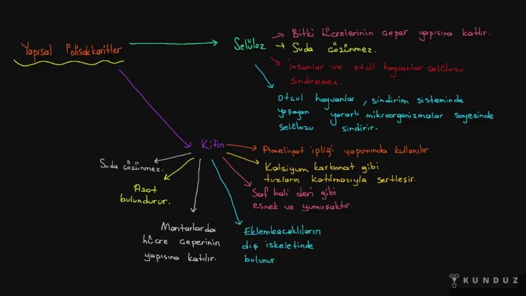 Karbonhidratlar