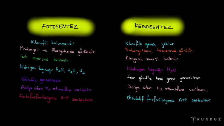 Fotosentez ve Kemosentezin Karşılaştırılması