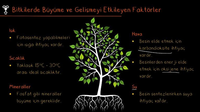 Bitkilerde Büyüme ve Gelişmeyi Etkileyen Faktörler