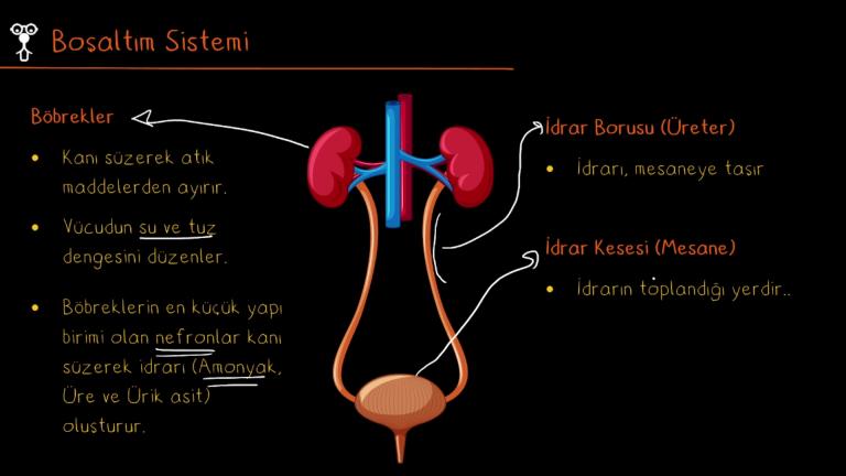 Boşaltım Sisteminde Görevli Yapı ve Organlar