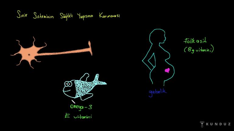 Sinir Sisteminin Sağlığı
