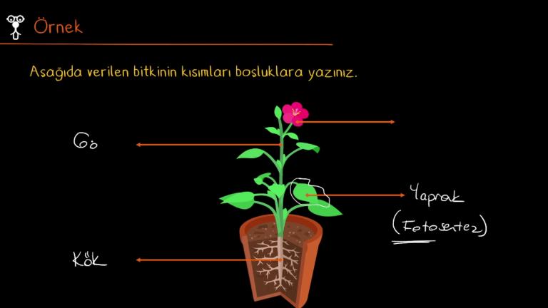 Bitkiler