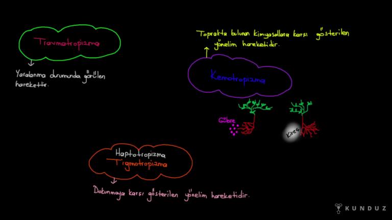 Tropizma Hareketleri