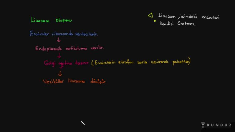 Endoplazmik Retikulum, Golgi Aygıtı ve Lizozom