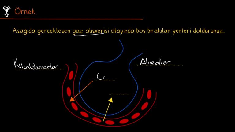 Solunum Sisteminde Görevli Yapı ve Organlar