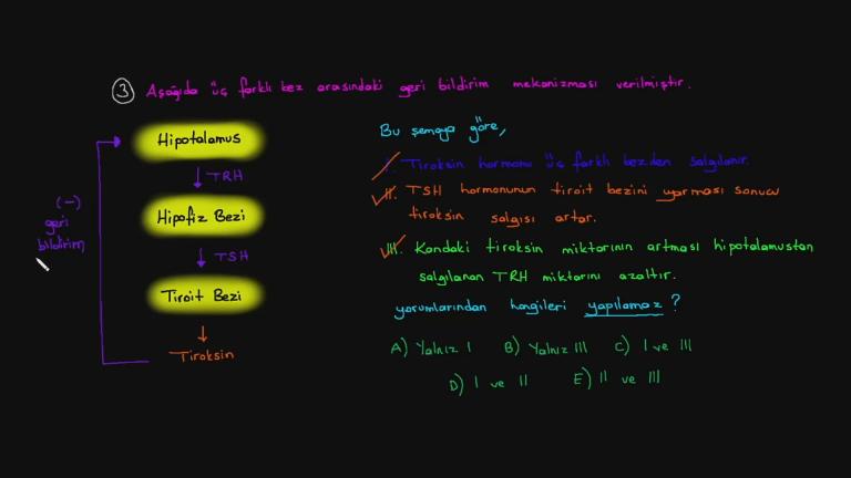 Endokrin Sistem Yeni Nesil Sorular