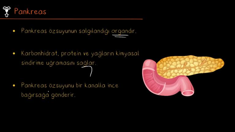 Sindirime Yardımcı Organlar