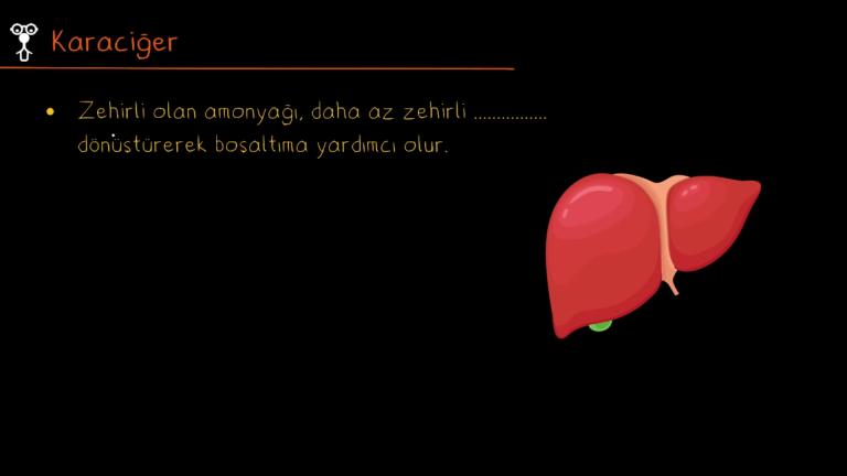 Boşaltım Yapan Yapı ve Organlar