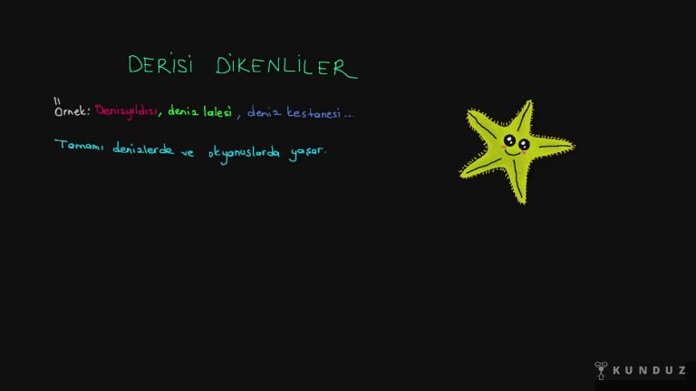 Omurgasız Hayvanlar