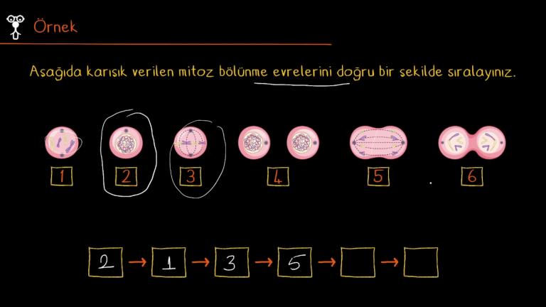 Mitoz Bölünme Evreleri
