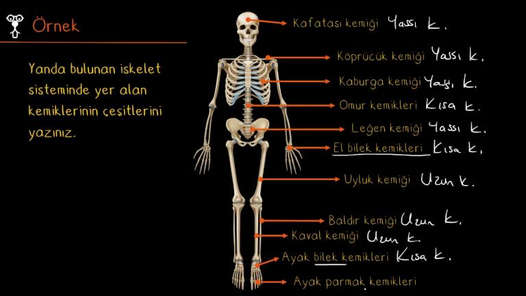 İskelet