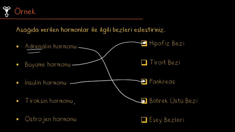 İç Salgı Bezleri