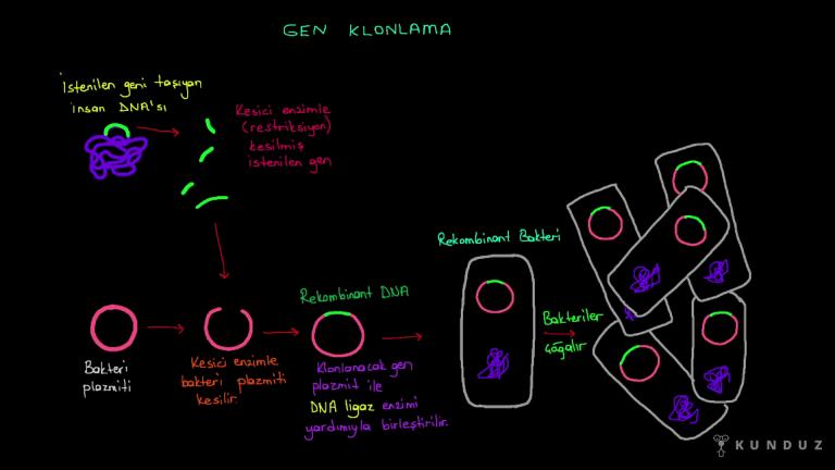 Kök Hücre ve Gen Klonlama