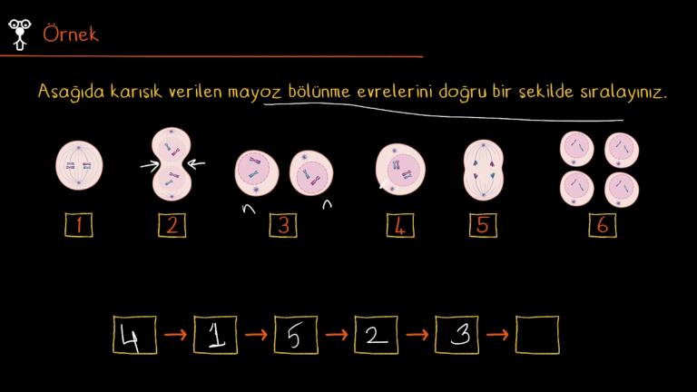 Mayoz Bölünme Evreleri