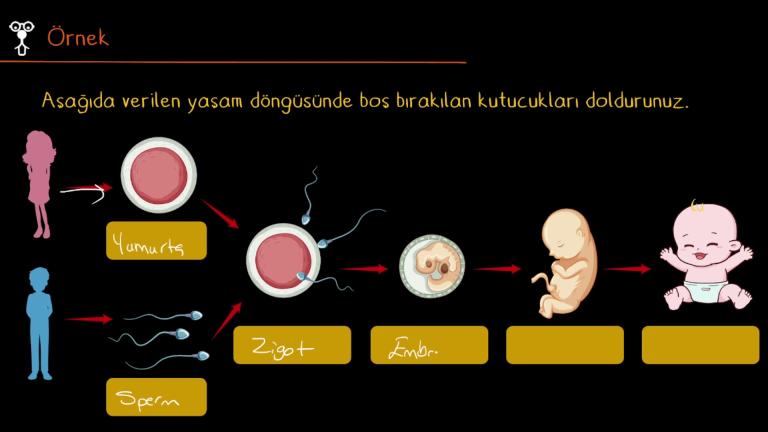Zigot, Embriyo, Fetüs, Bebek