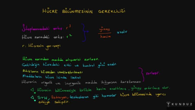 Hücre Bölünmesinin Gerekliliği