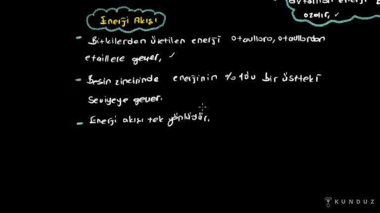 Besin Zinciri ve Enerji Akışı