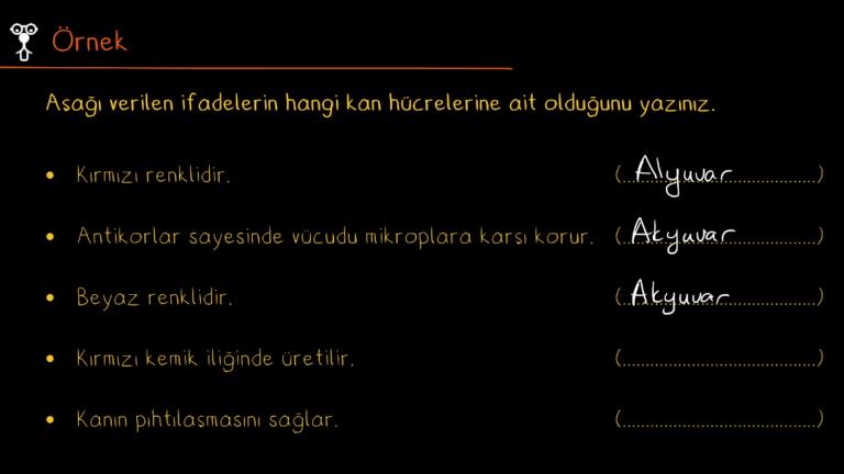 Kanın Yapısı