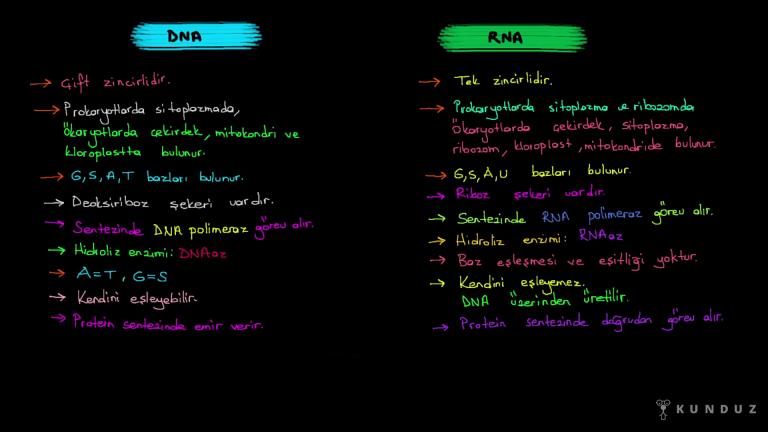 DNA ve RNA Arasındaki Farklar