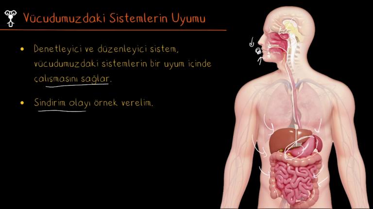 Vücudumuzdaki Sistemlerin Uyumu