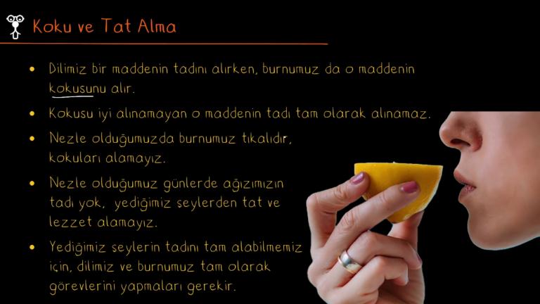 Koku ve Tat Alma Arasındaki İlişki