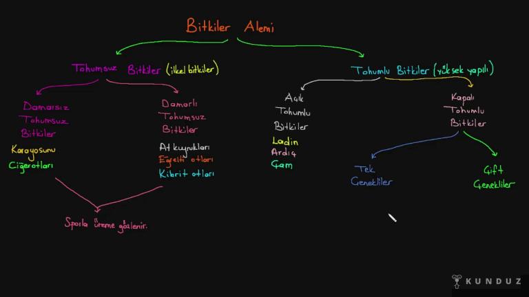 Bitkiler Alemi