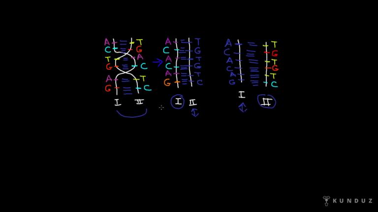 DNA ve Genetik Kod Bölüm 1
