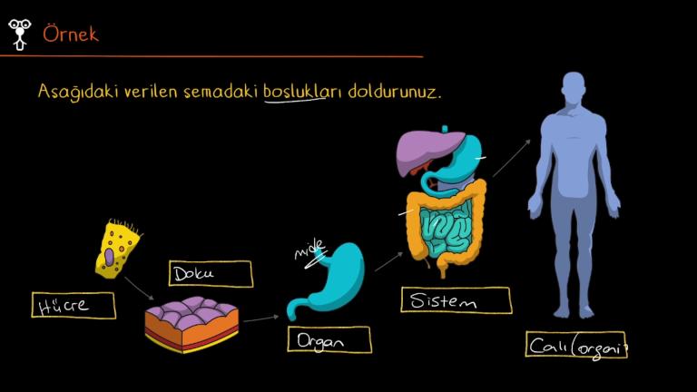 Hücre, Doku, Organ, Sistem, Organizma