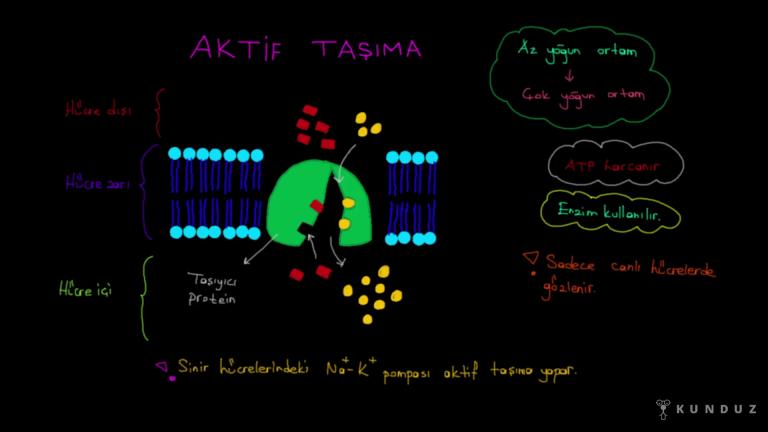 Aktif Taşıma