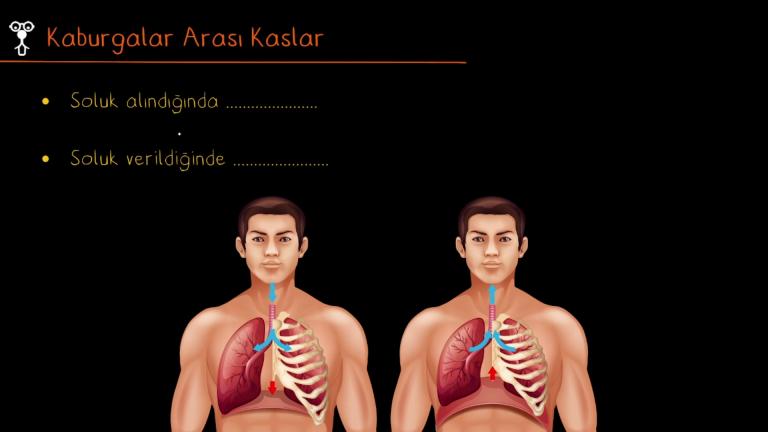 Solunuma Yardımcı Organlar