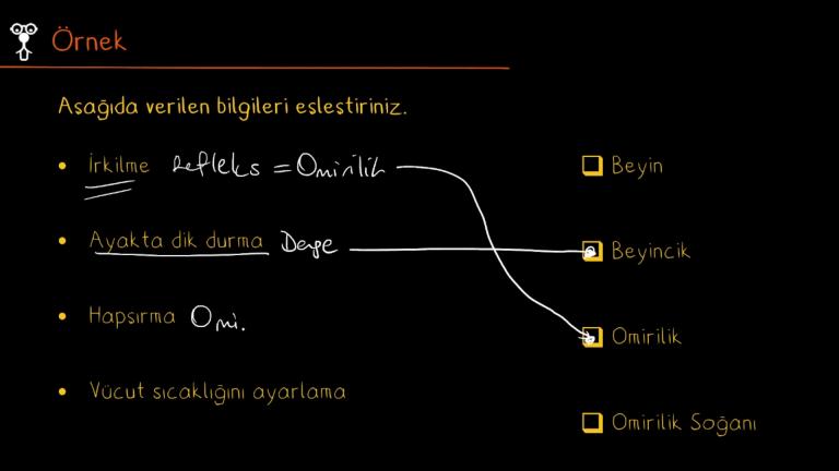 Sinir Sistemi
