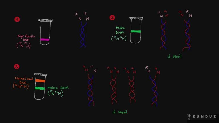 DNA'nın Yarı Korunumlu Eşlendiğini Kanıtlayan Deney