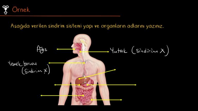 Sindirim Sisteminde Görevli Yapı ve Organlar