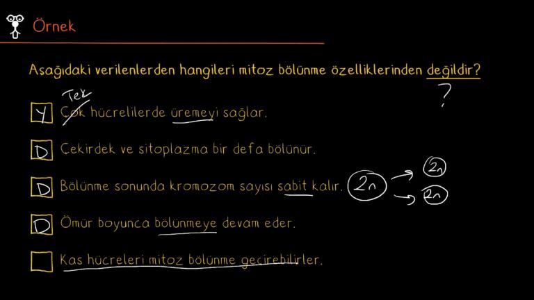 Mitoz Bölünme Özellikleri