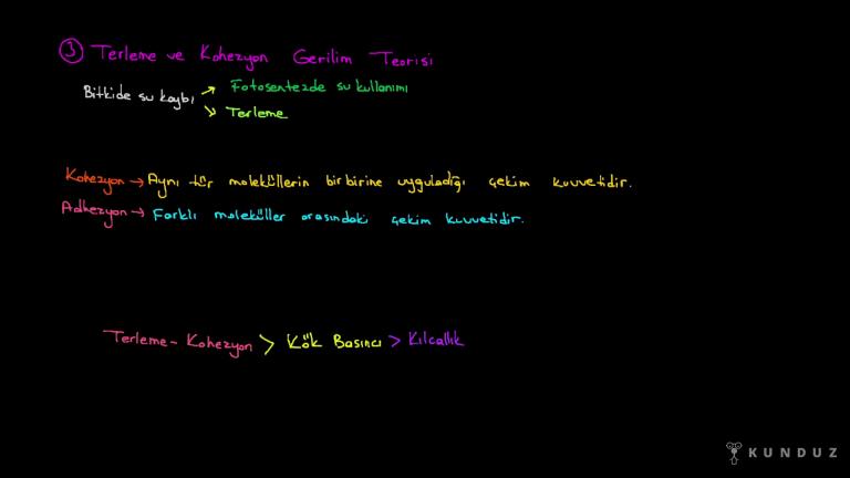 Su ve Minerallerin Ksilemde Taşınması