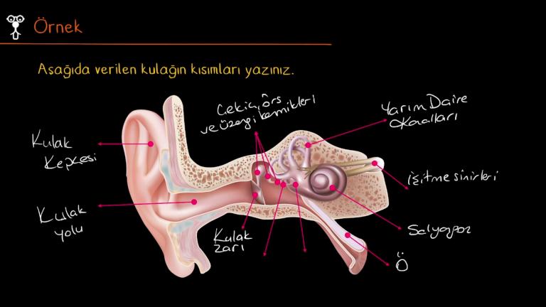 Kulak