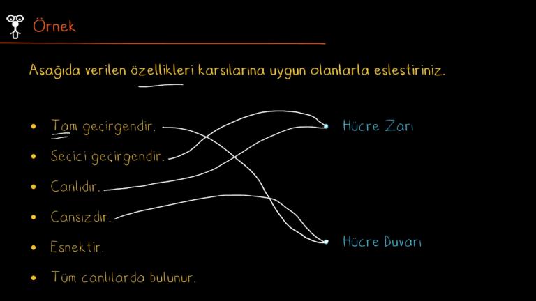 Hücre Zarı ve Hücre Duvarı