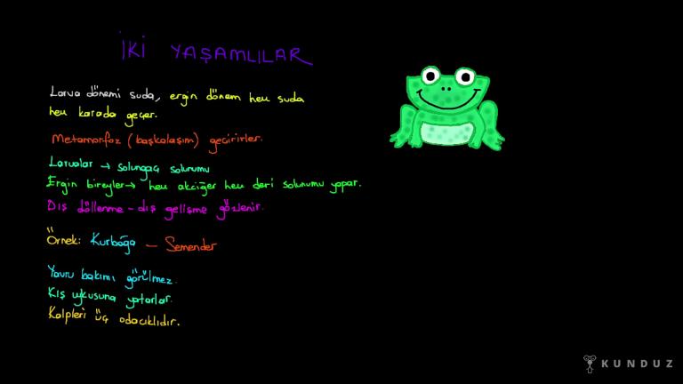 Balıklar ve İki Yaşamlılar