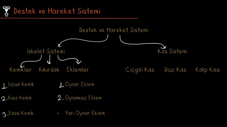 Destek ve Hareket Sisteminin Görevleri