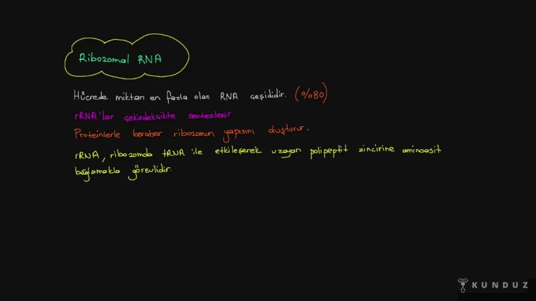 RNA